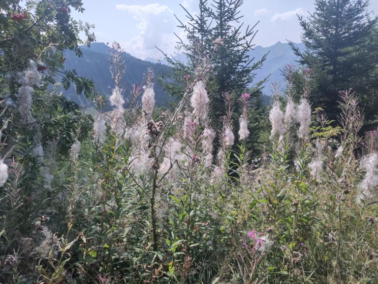 Hike: Aeschiried - Brunni